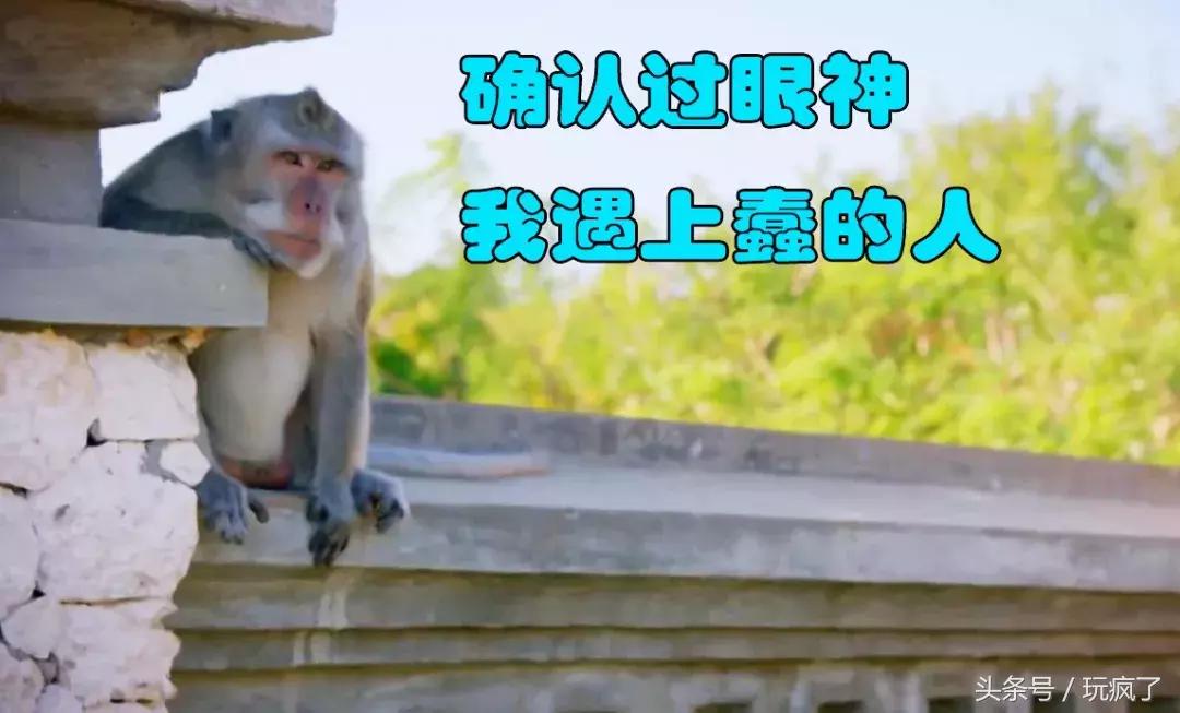 动物灵活训练,训练动物必杀技