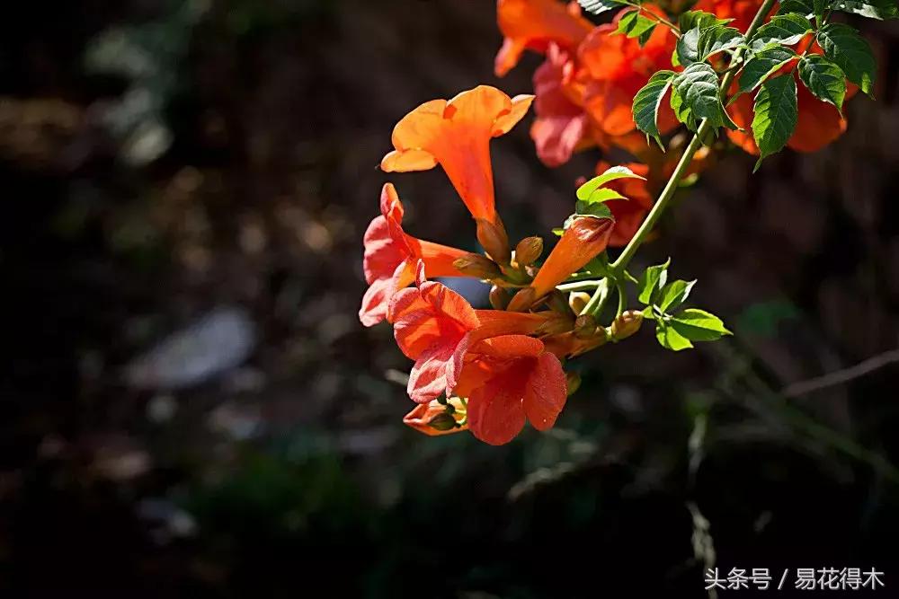 阳台水栽藤本植物图片,适合阳台养的藤本植物花期长
