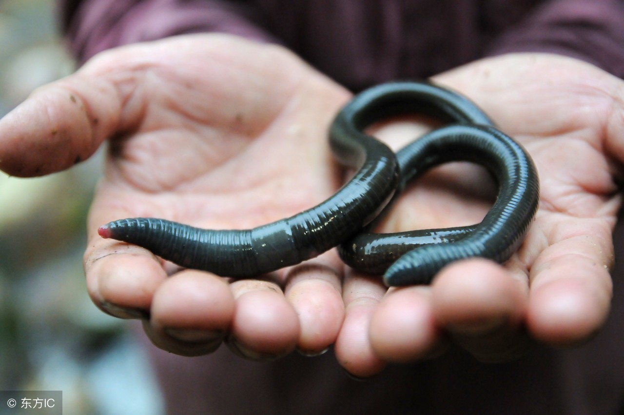 钓黄鳝鱼绝招视频,怎样钓黄骨鱼最有效