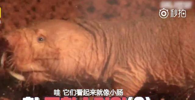 世界四大最丑动物,世界上最丑的鼹鼠