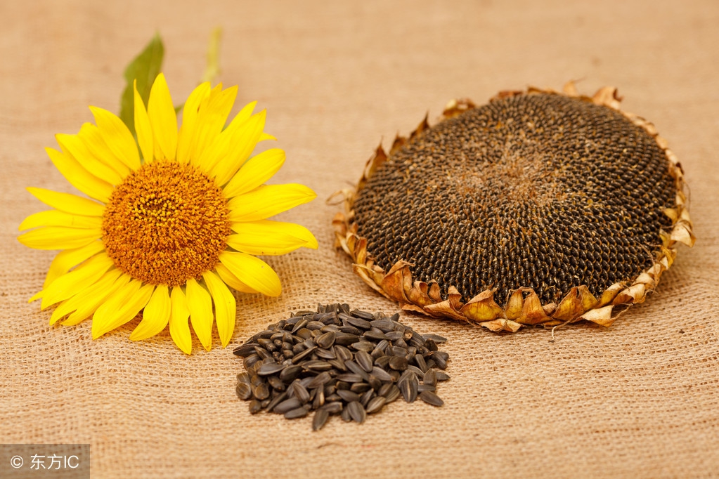 保胎吃什么食物最好食谱大全,保胎的孕妇吃什么美食