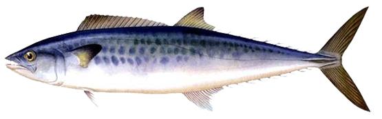 日本料理里经常点的鱼,日本料理最正宗的是什么鱼