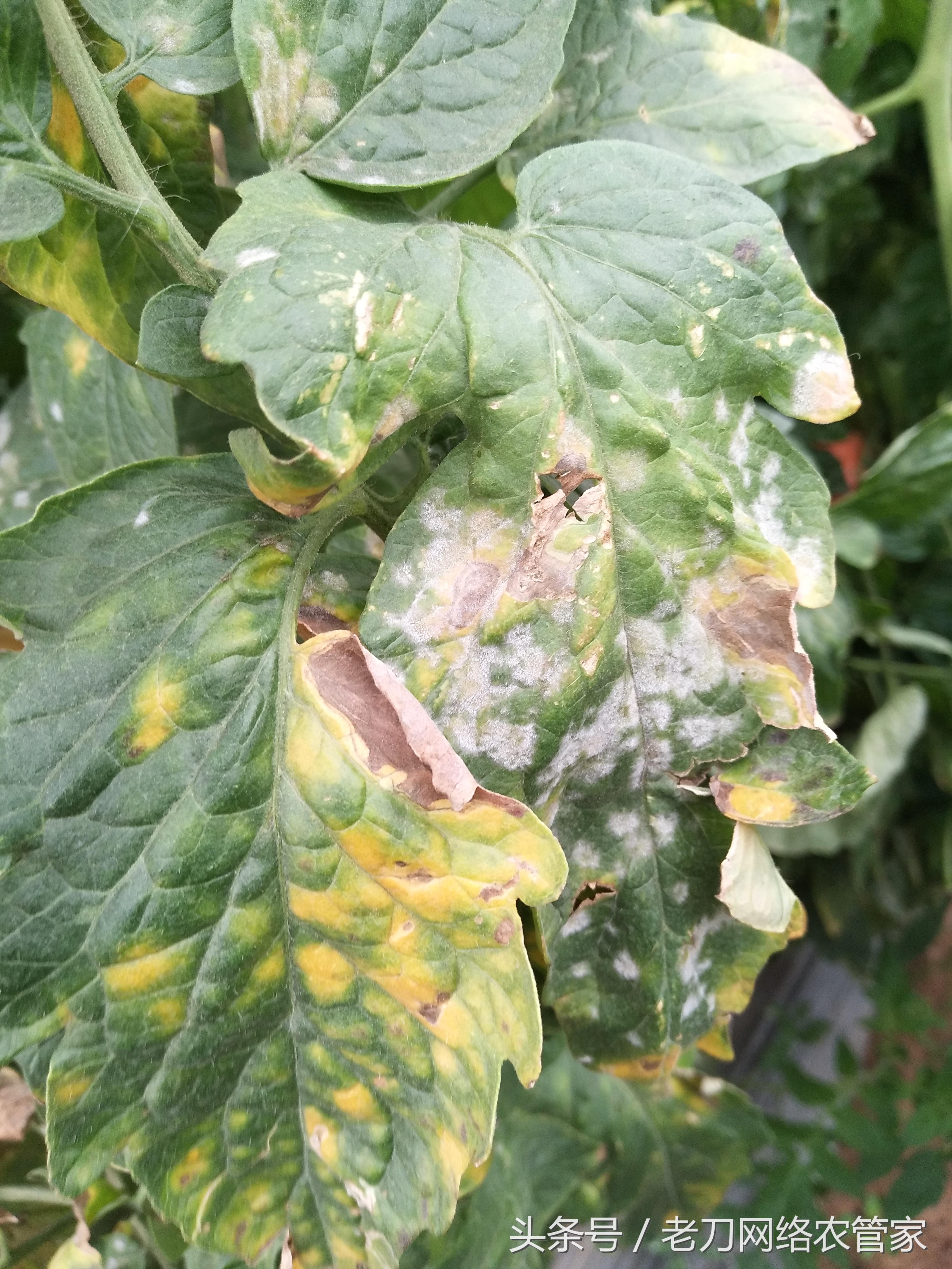 番茄白粉病能吃么,白番茄粉功效与作用