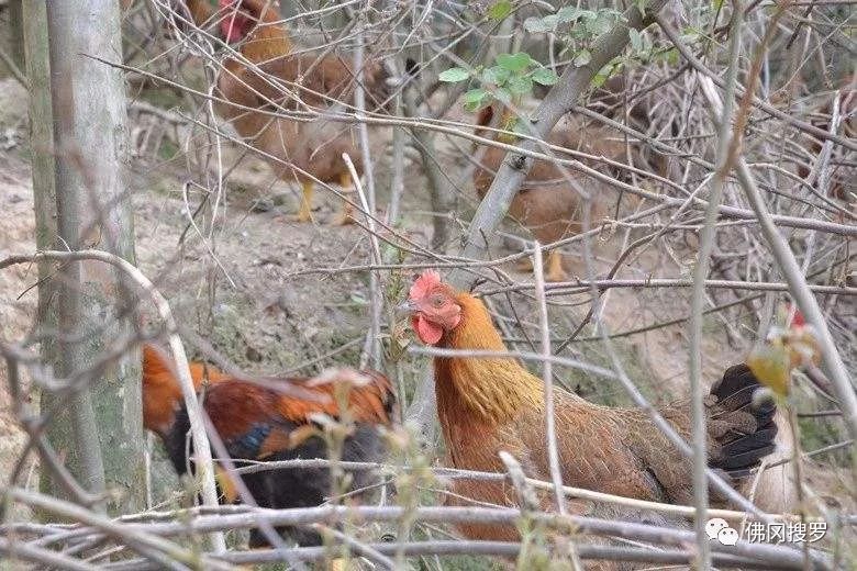 退伍军人养鸡创业致富,90后农村小哥辞职回乡创业养鸡