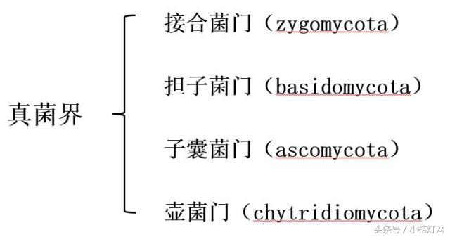 真菌微生物国标检测方法,微生物真菌检验