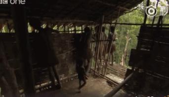 被奉为神明合集,bbc神级纪录片life第02集