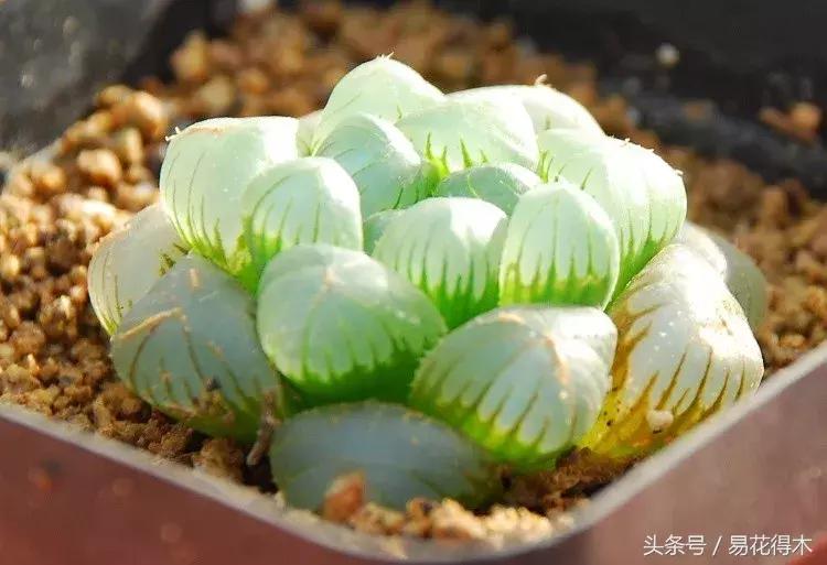 多肉植物养殖土壤配方,不花钱多肉植物养殖方法