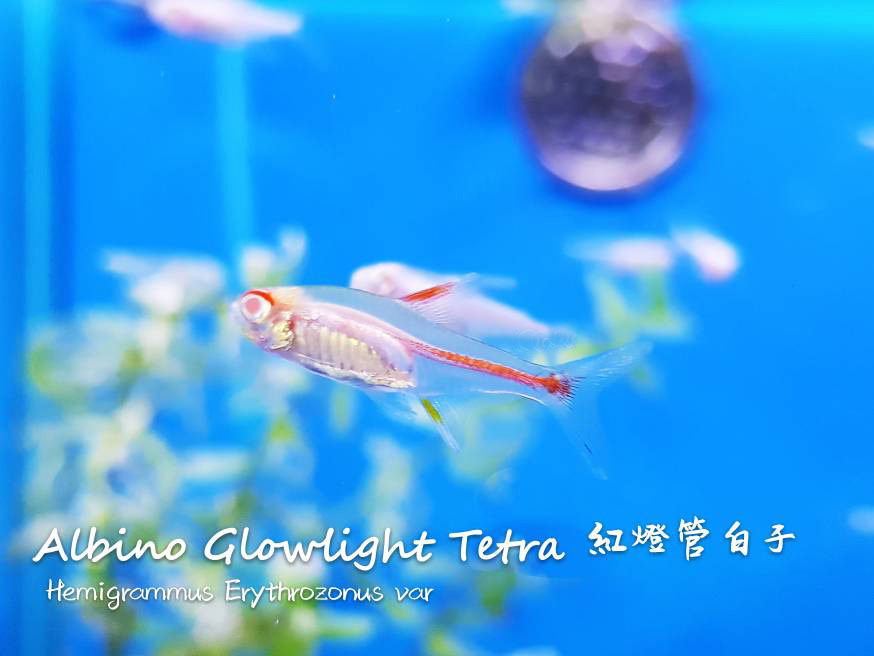 观赏鱼热带鱼品种,热带鱼品种太多认不清