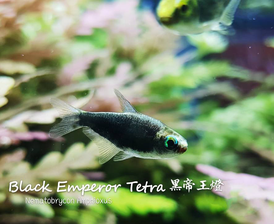 观赏鱼热带鱼品种,热带鱼品种太多认不清