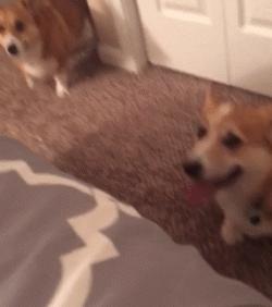 柯基大长腿和小短腿日常,别看柯基小小的脾气可不得了