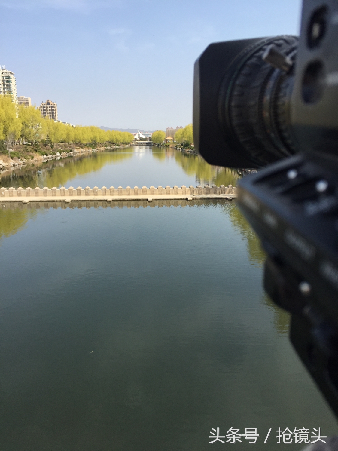 关于柳树的经典诗句,关于柳树的诗句及赏析