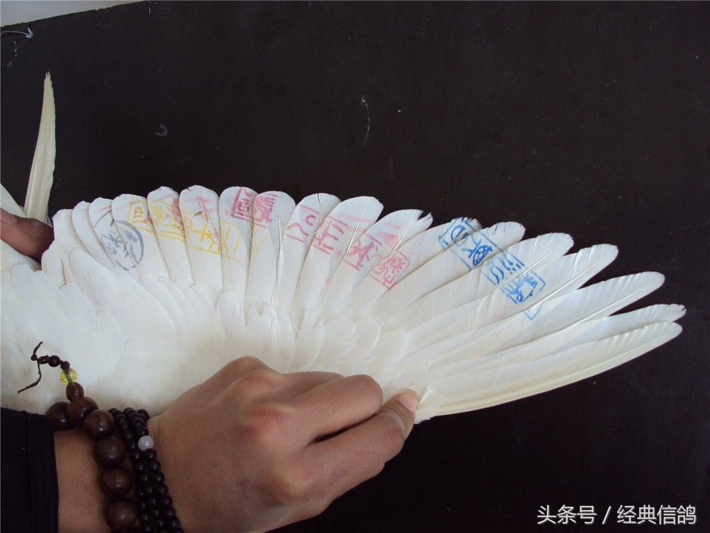 比利时赛鸽最新信息,比利时赛鸽视频大全欣赏