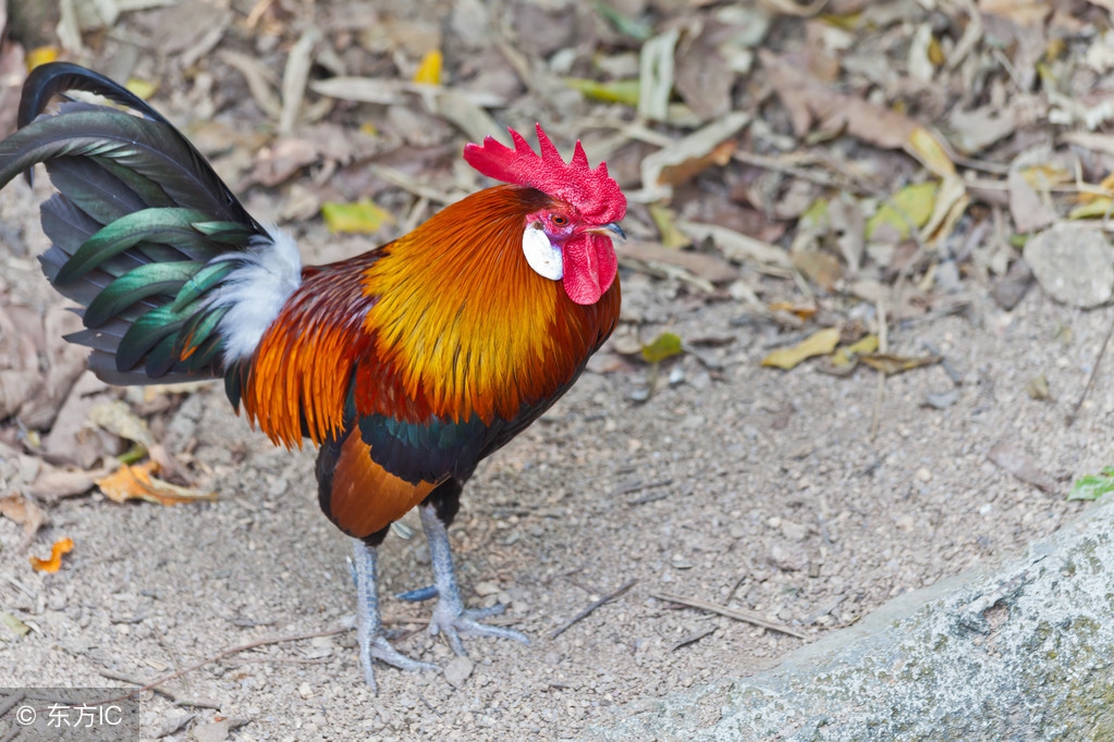 挑选种公鸡,鸡种公鸡怎么选