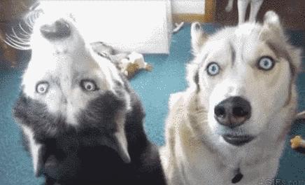 哈士奇喜欢拆家为什么还有人喜欢,哈士奇为什么喜欢拆家