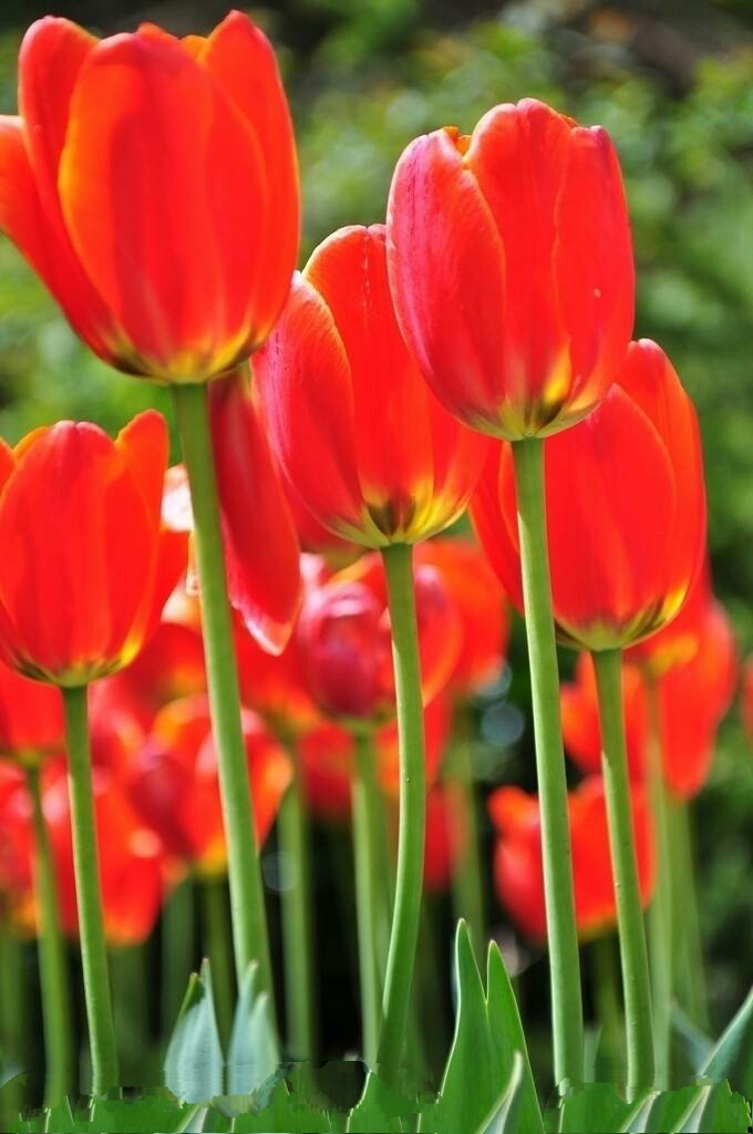 爱意满满郁金香,郁金香表达爱意文案