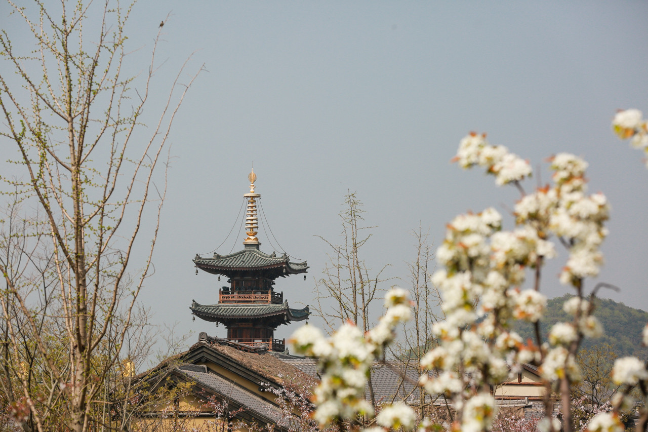 三月的拈花湾樱花烂漫,烟花三月桃花