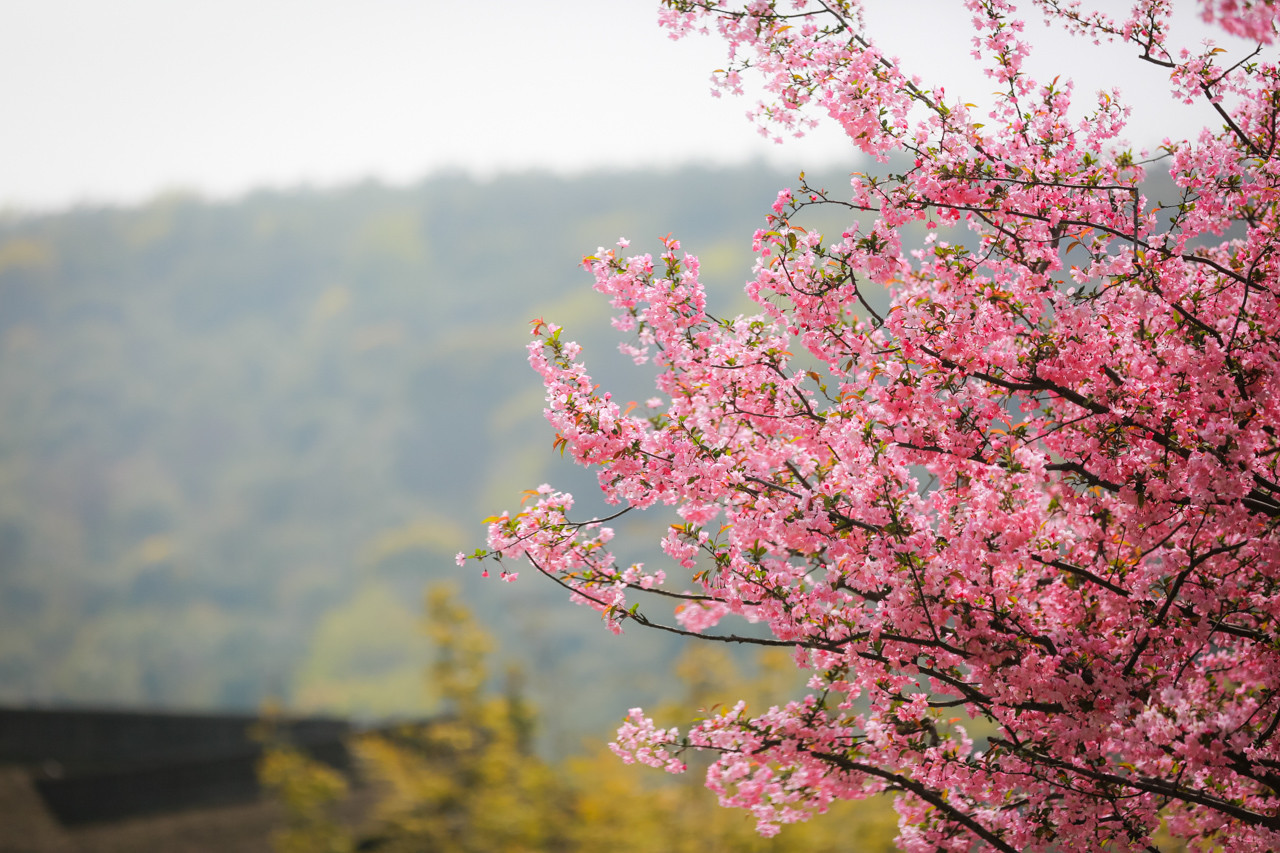 三月的拈花湾樱花烂漫,烟花三月桃花