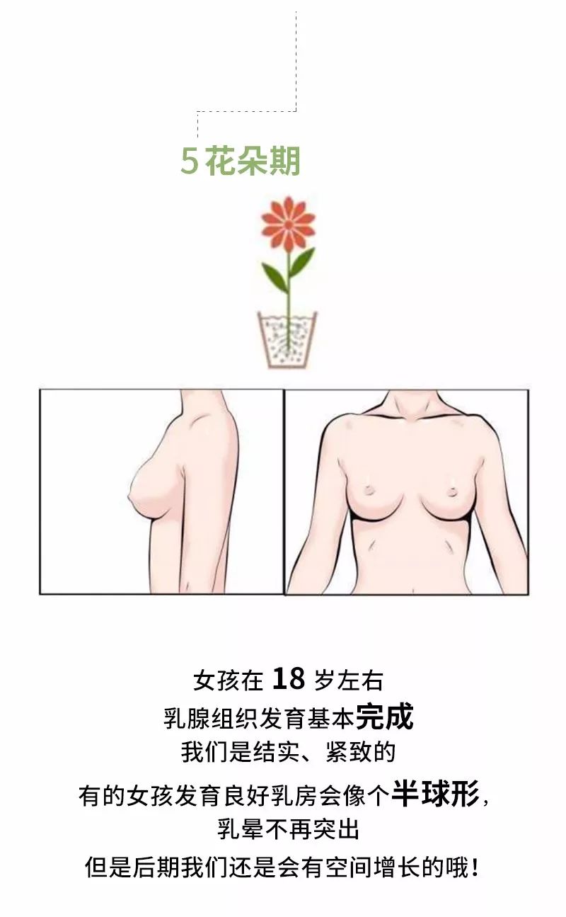穿什么样的内衣对乳房发育有好处,乳房发育到什么样可以穿内衣