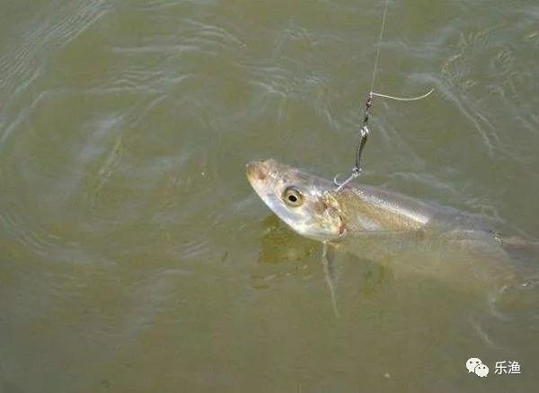 仿生串钩翘嘴鱼最新方法,虾皮串钩钓翘嘴鱼的最佳方法