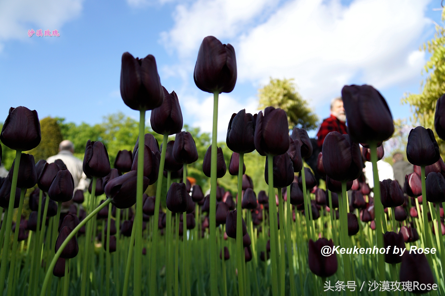 荷兰哪里可以看到郁金香花海,荷兰的郁金香花图