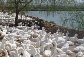 养鸭技术之常见鸭病防治技术,养鸭最基本的鸭病防治是什么