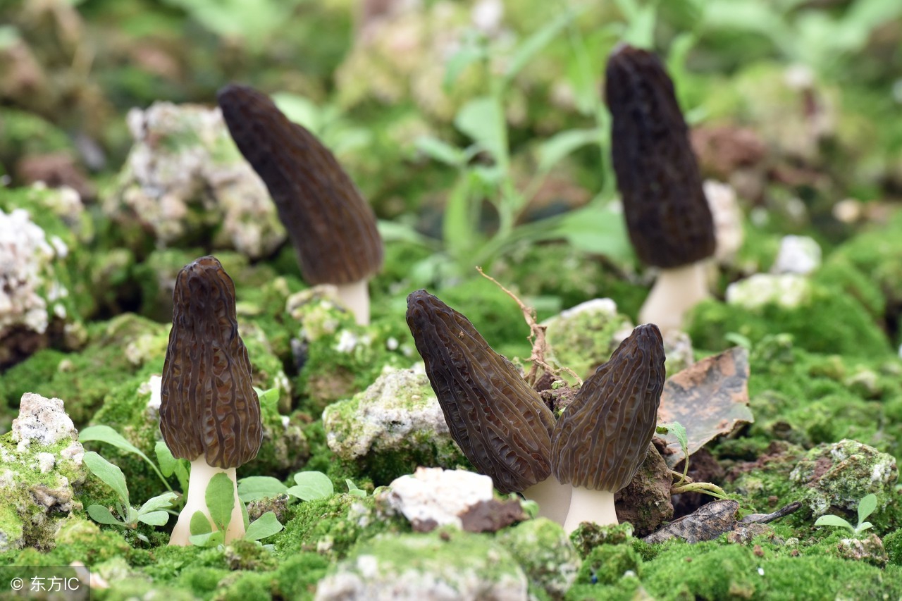 特级羊肚菌的药效与作用,名贵食材羊肚菌