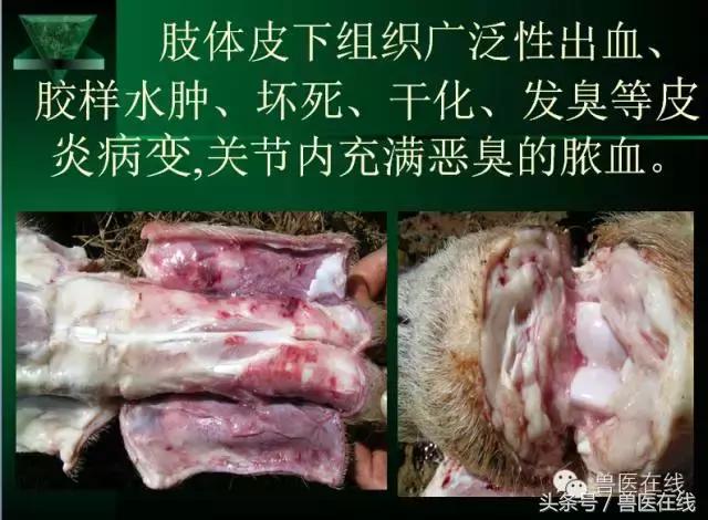 猪病兽医必看的蓝耳病现场诊断