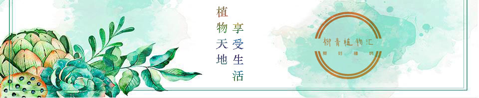 多肉居然能有这么顽强的生存,多肉可以养成什么样的小萌物