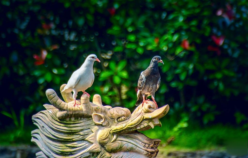 放鸽子式的骗婚什么意思,放鸽子和骗人有什么区别