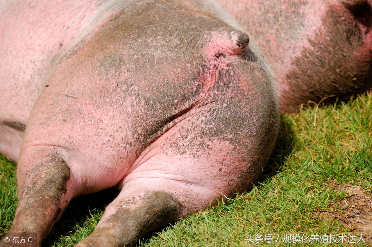 母猪流产得了什么病该怎么治,母猪流产原因汇总