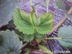 草莓叶片失绿焦枯是什么病害？该用什么办法进行补救