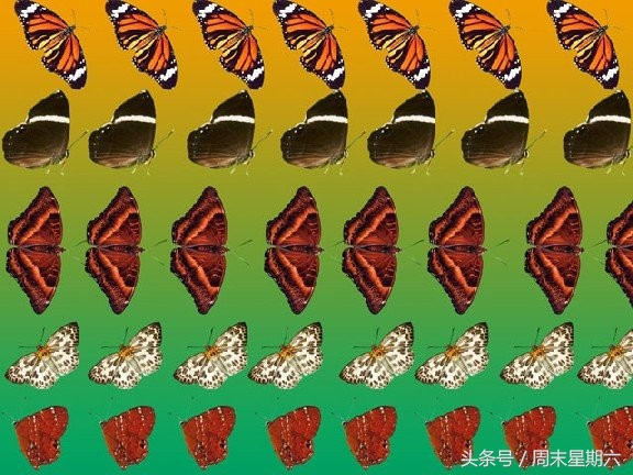 神奇的图片立体,神奇立体3d图