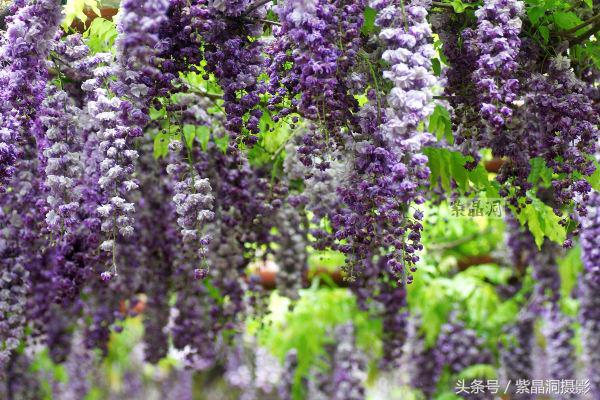 上海古藤园紫藤花是否开了,中国最大的紫藤园