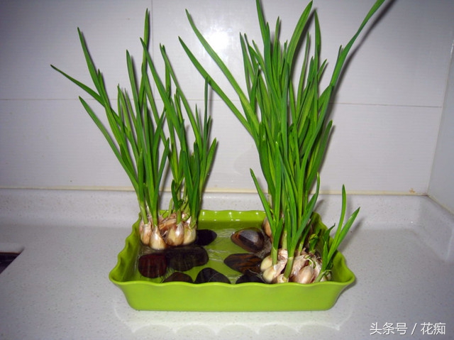 切下来的萝卜头怎么种小盆栽,蔬菜洋葱如何种出来好看