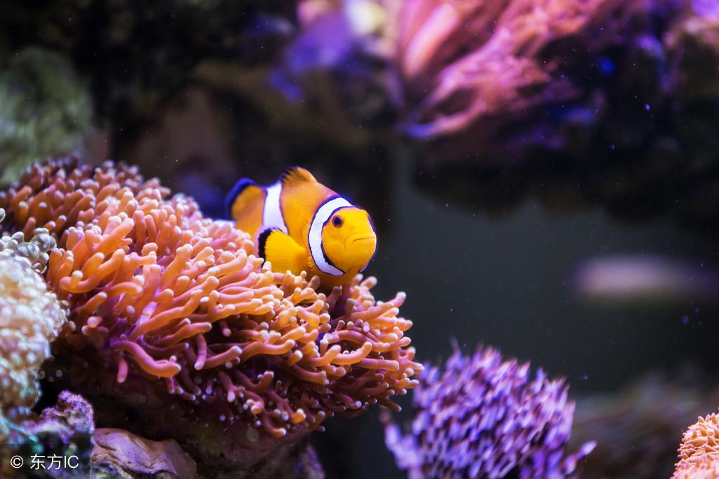 海水小丑鱼的饲养,小丑鱼的饲养
