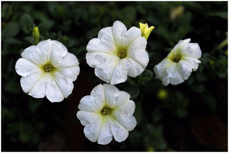 代表独特的花语的花是什么,什么花的花语是惊艳人心的呢