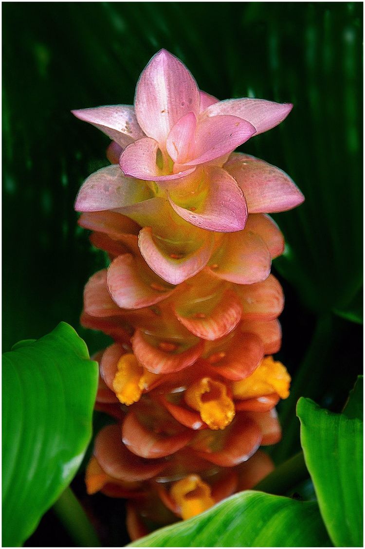 代表独特的花语的花是什么,什么花的花语是惊艳人心的呢