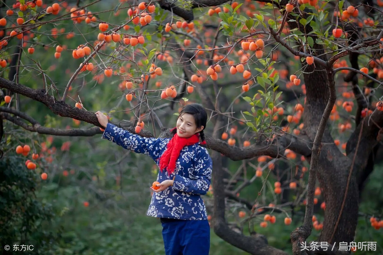 柿子红色的小山村,柿林村简介