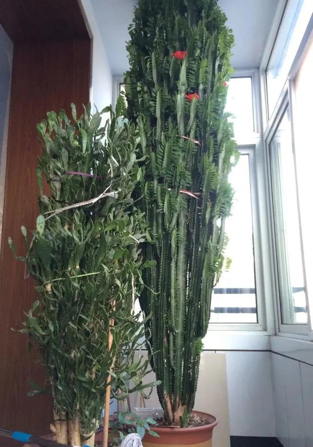 长了二十年的芦荟,龟背竹芦荟