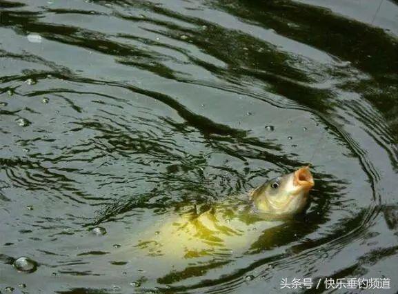 野钓大鱼选窝方法,野钓找窝方法图解