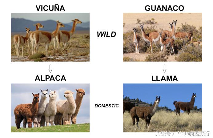 旅游必买的手信,旅游带什么手信最划算