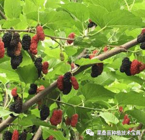 果桑哪个品种好吃,果桑新品种介绍