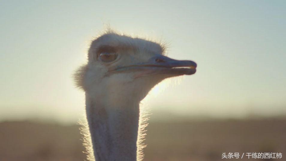 华为slogan广告词,一句话广告词slogan