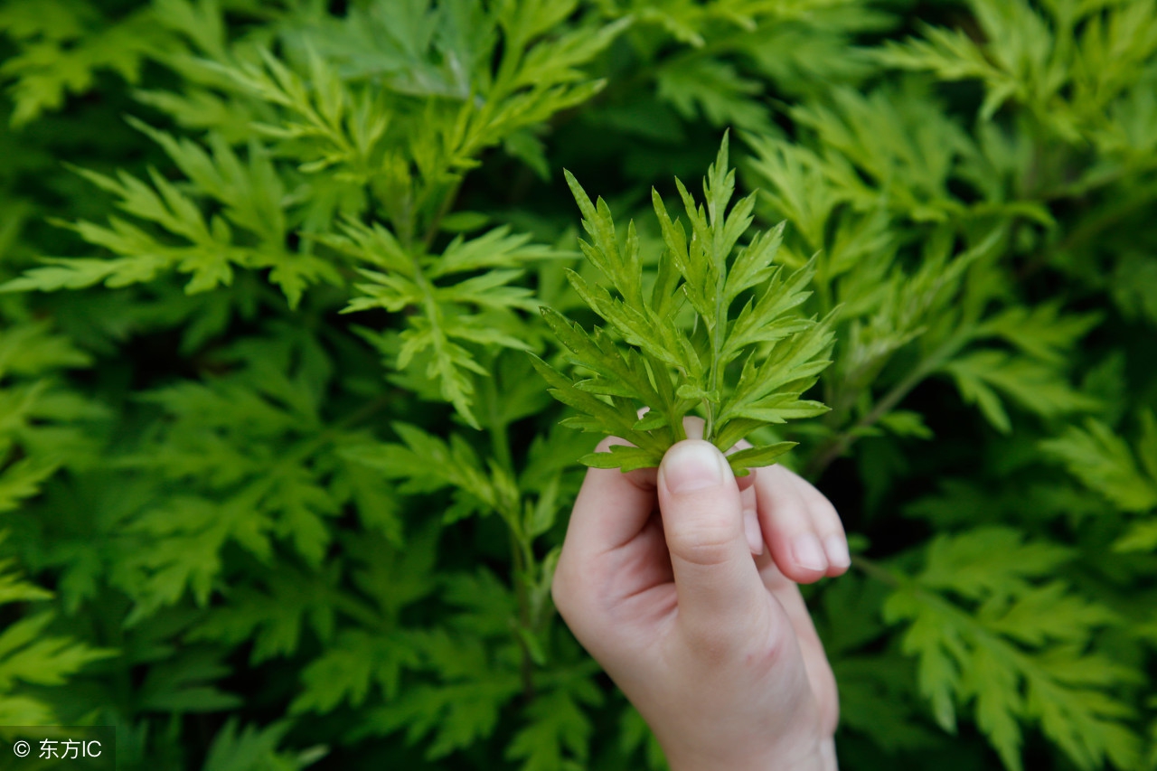 艾草百草之王,艾草为什么称为仙草