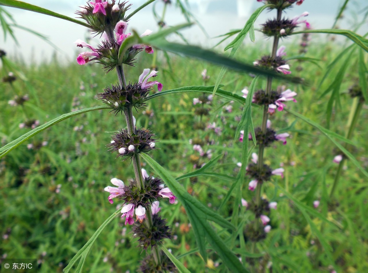 中药宝典:益母草——女人的一生之友