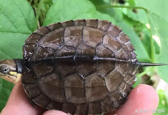 石金钱龟颜色及投资价值的关系