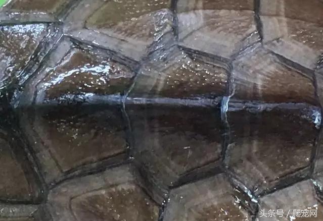 石金钱龟颜色及投资价值的关系