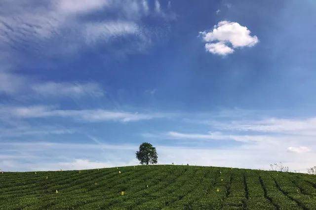 四月寻茶|除了云南普洱、西湖龙井，别小看贵州的这八道茶！