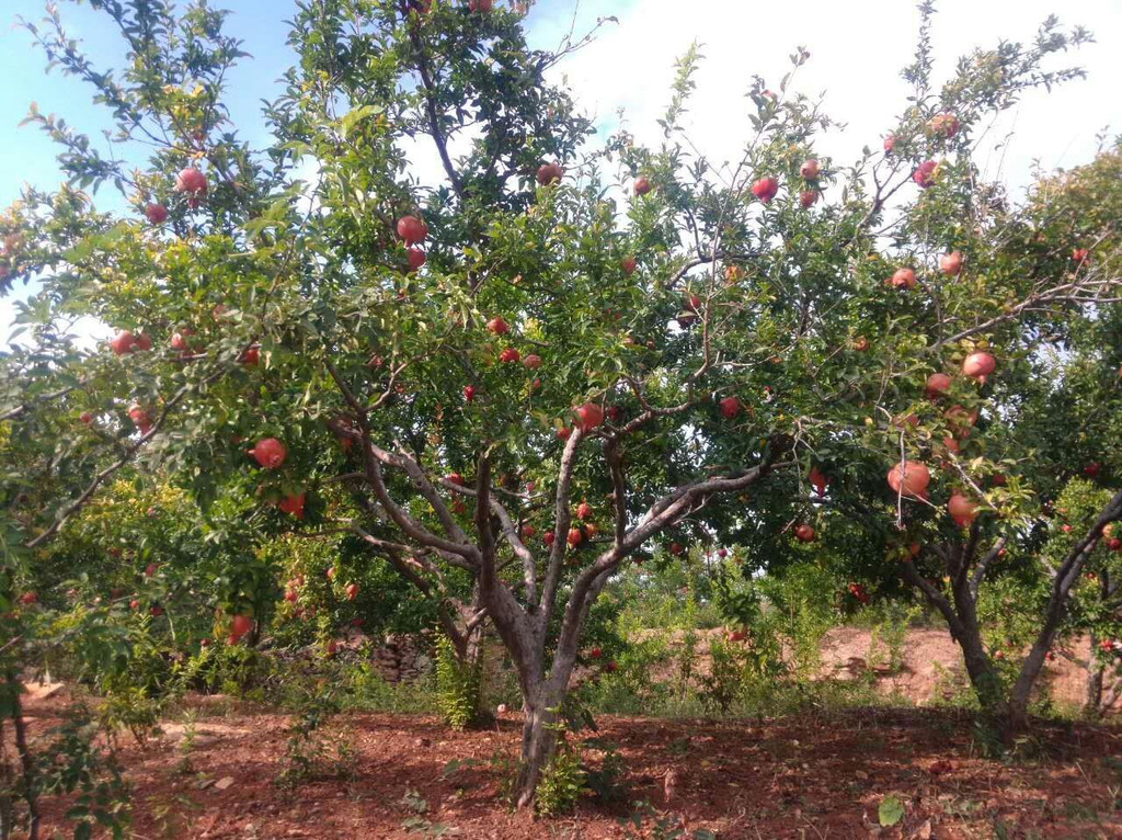怎样能养好石榴,养盆栽石榴记住这几个技巧