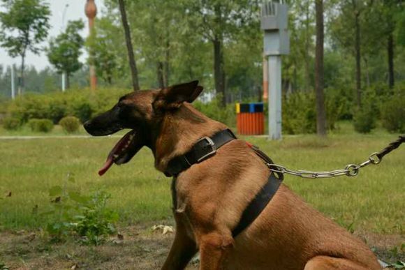 狗狗每天吃一个鸡蛋可以吗,一个月大的狗狗应该吃些什么